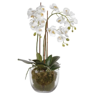 Orchids in a glass vase