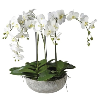 WHITE ORCHID IN CERAMIC POT