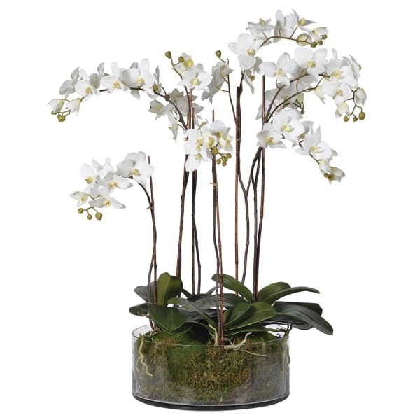 White Orchids