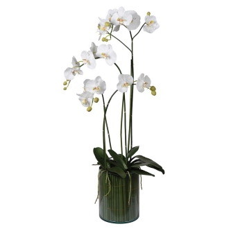 White Orchid in Glass Cylinder Vase