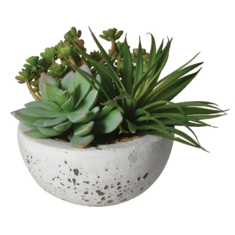 Green Succulents Arrange in Cement Bowl